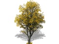 Representation of the Yellow-Wood