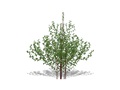 Representation of the Silky Dogwood