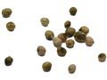 Roughleaf Dogwood pyrenes