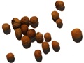 Gray Dogwood pyrenes