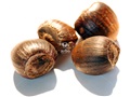 Nucules (noisettes) de noisetier à long bec