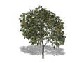 Representation of the American Persimmon
