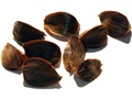 American Beech nuts