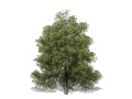Representation of the White Ash