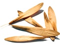 White Ash samaras