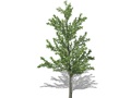 Representation of the Ginkgo