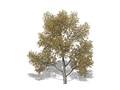 Representation of the Honey-Locust
