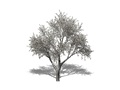 Representation of the Carolina Silverbell