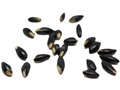 Ozark Witchhazel seeds