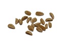 American holly seeds