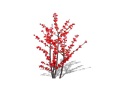 Representation of the Winterberry