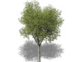 Representation of the Texas Walnut