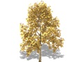 Representation of the Black Walnut