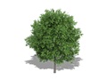 Representation of the 'Dooley' Hybrid Walnut