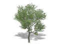 Representation of the Japanese Walnut