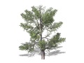 Representation of the Eastern Redcedar