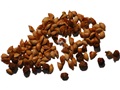 Tamarack seeds