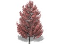 Representation of the Sweetgum