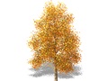 Representation of the Tulip-Tree
