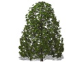 Representation of the Cucumber-Tree
