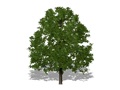 Representation of the Sweetbay Magnolia
