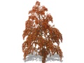 Representation of the Dawn Redwood