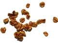 Graines de métaséquoia de Chine