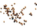 Tatarian White Mulberry seeds