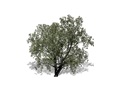 Representation of the Red Mulberry