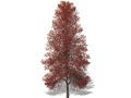 Representation of the Black-Gum