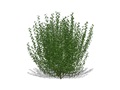 Representation of the Common Ninebark