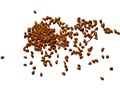Common Ninebark seeds