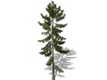 Representation of the Norway Spruce