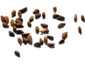 Norway Spruce seeds