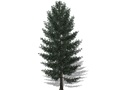 Représentation de l'épinette blanche