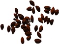 White Spruce seeds