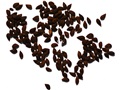Black Spruce seeds