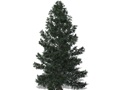 Representation of the Colorado Spruce