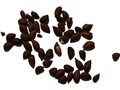 Red Spruce seeds