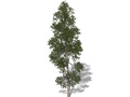 Representation of the Jack Pine