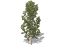 Representation of the Colorado Pinyon