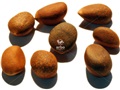 Colorado Pinyon seeds