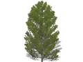 Representation of the Korean Pine
