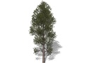 Representation of the Red Pine