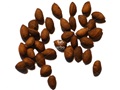 Red Pine seeds