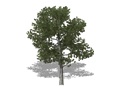 Representation of the Pitch Pine