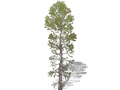 Representation of the Siberian Pine