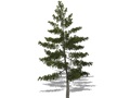 Représentation du pin blanc