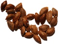 Eastern White Pine seeds