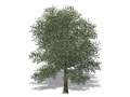 Representation of the American Sycamore